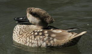 Marbled Duck