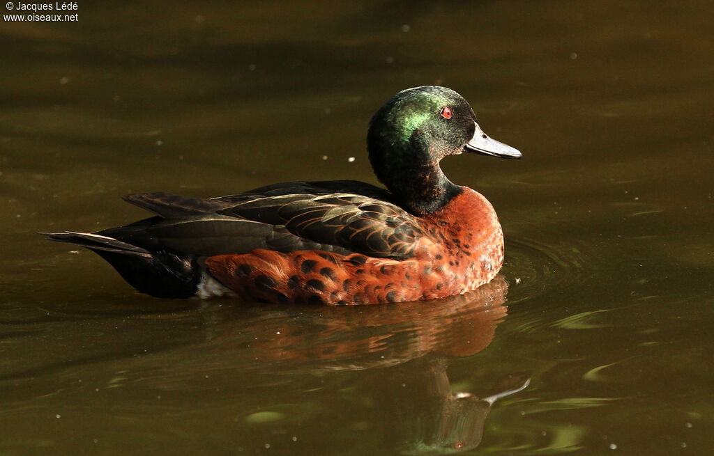 Chestnut Teal