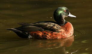 Chestnut Teal