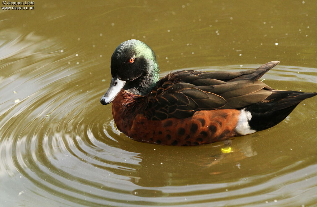 Chestnut Teal