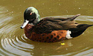 Chestnut Teal