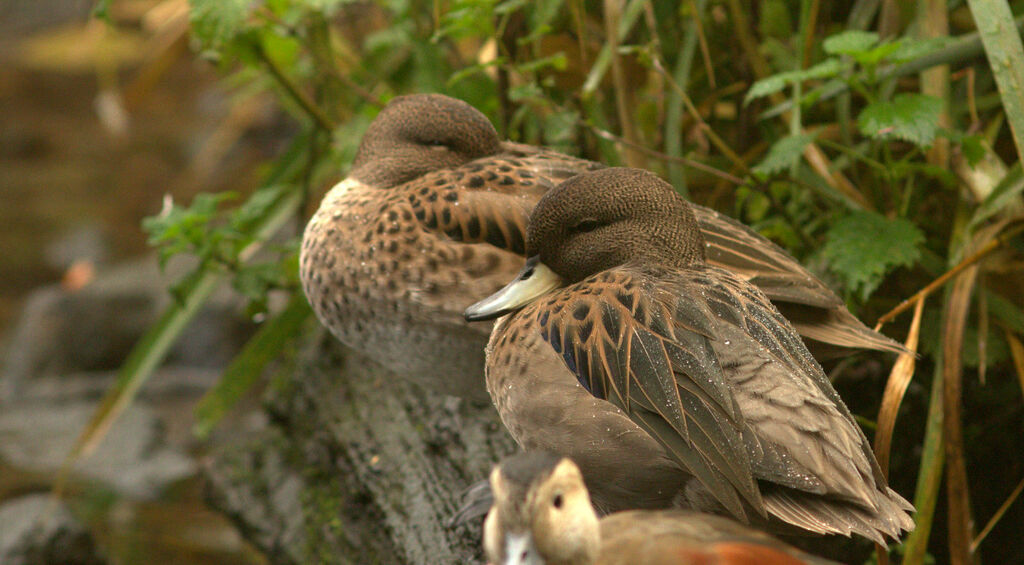 Yellow-billed Teal