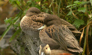 Yellow-billed Teal