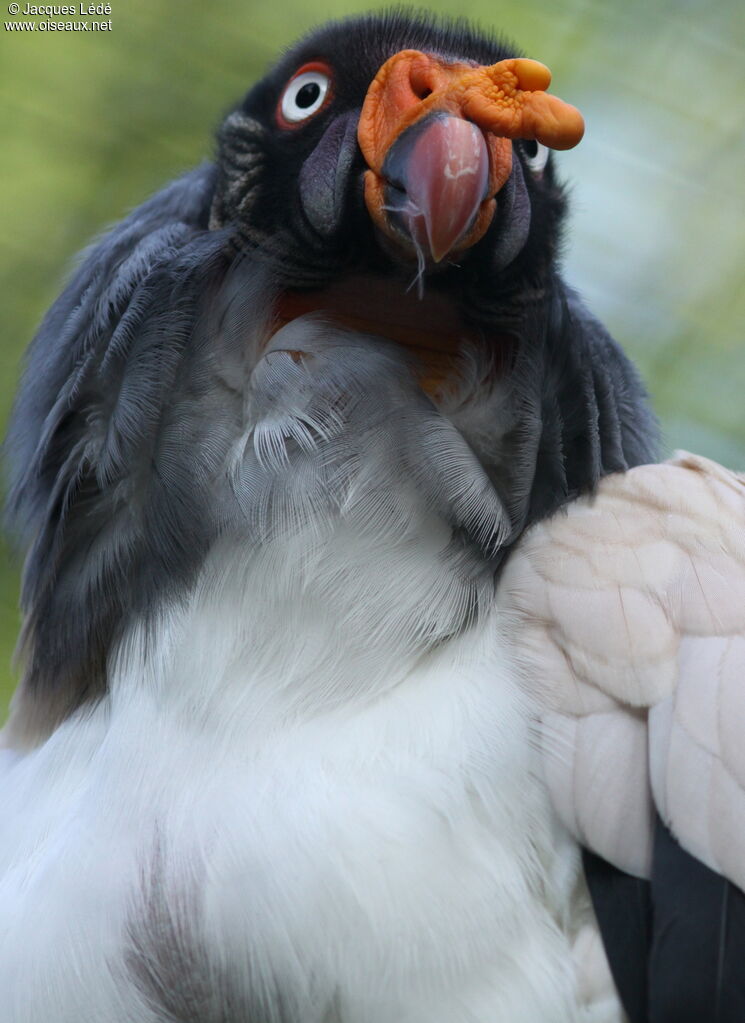 King Vulture