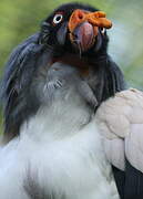 King Vulture