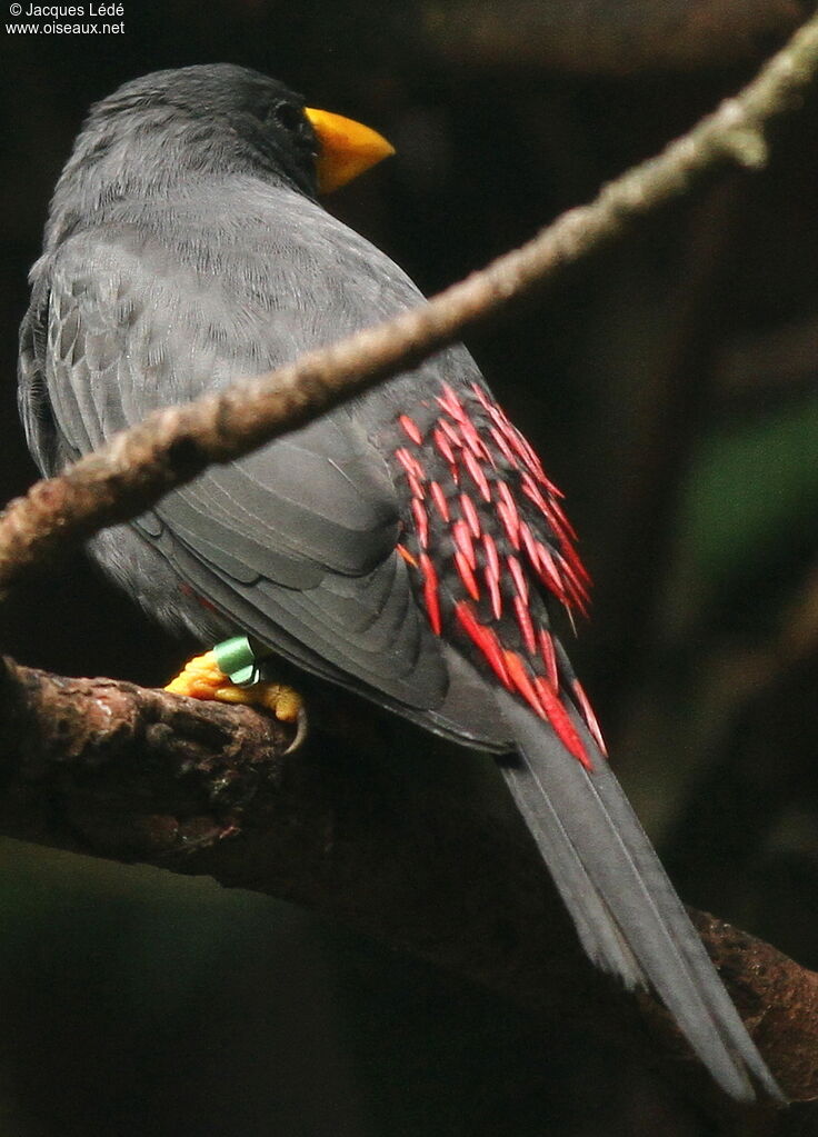 Grosbeak Starling