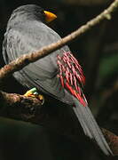 Grosbeak Starling