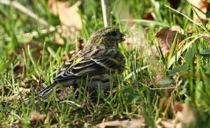 European Serin