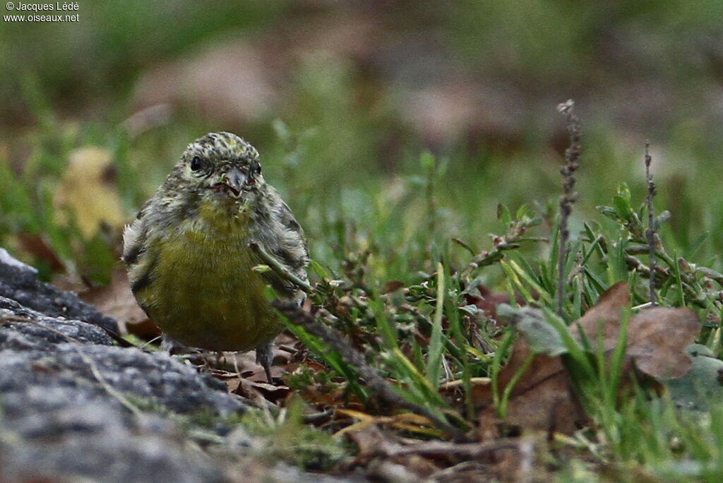 European Serin