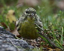 European Serin