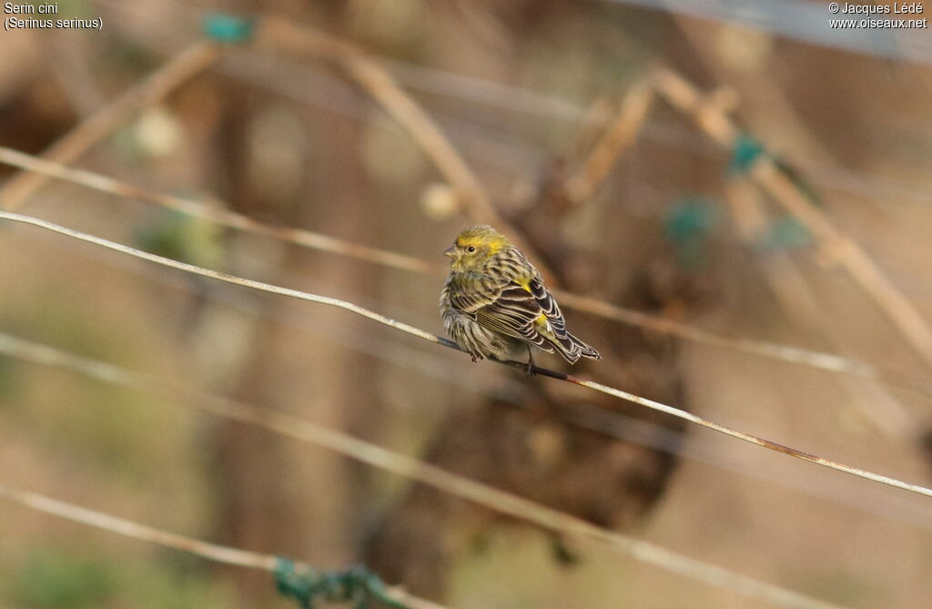 European Serin