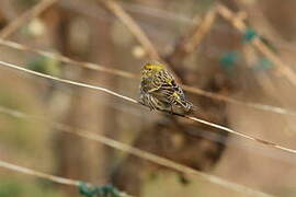 European Serin