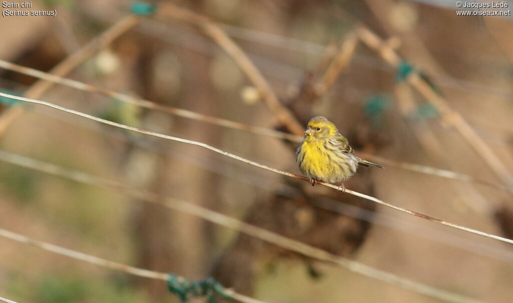 European Serin