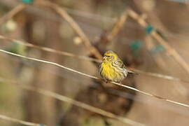 European Serin