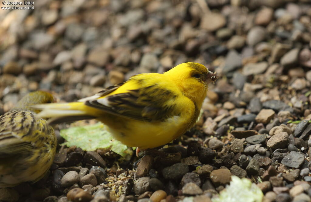 Atlantic Canary