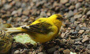 Atlantic Canary