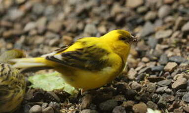 Serin des Canaries