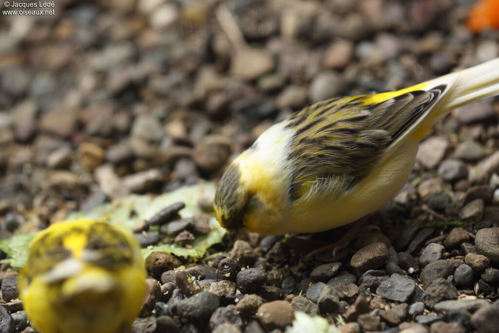 Serin des Canaries