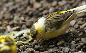 Serin des Canaries