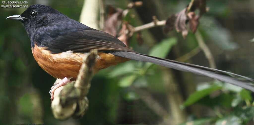 White-rumped Shama