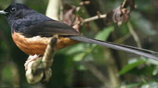 White-rumped Shama