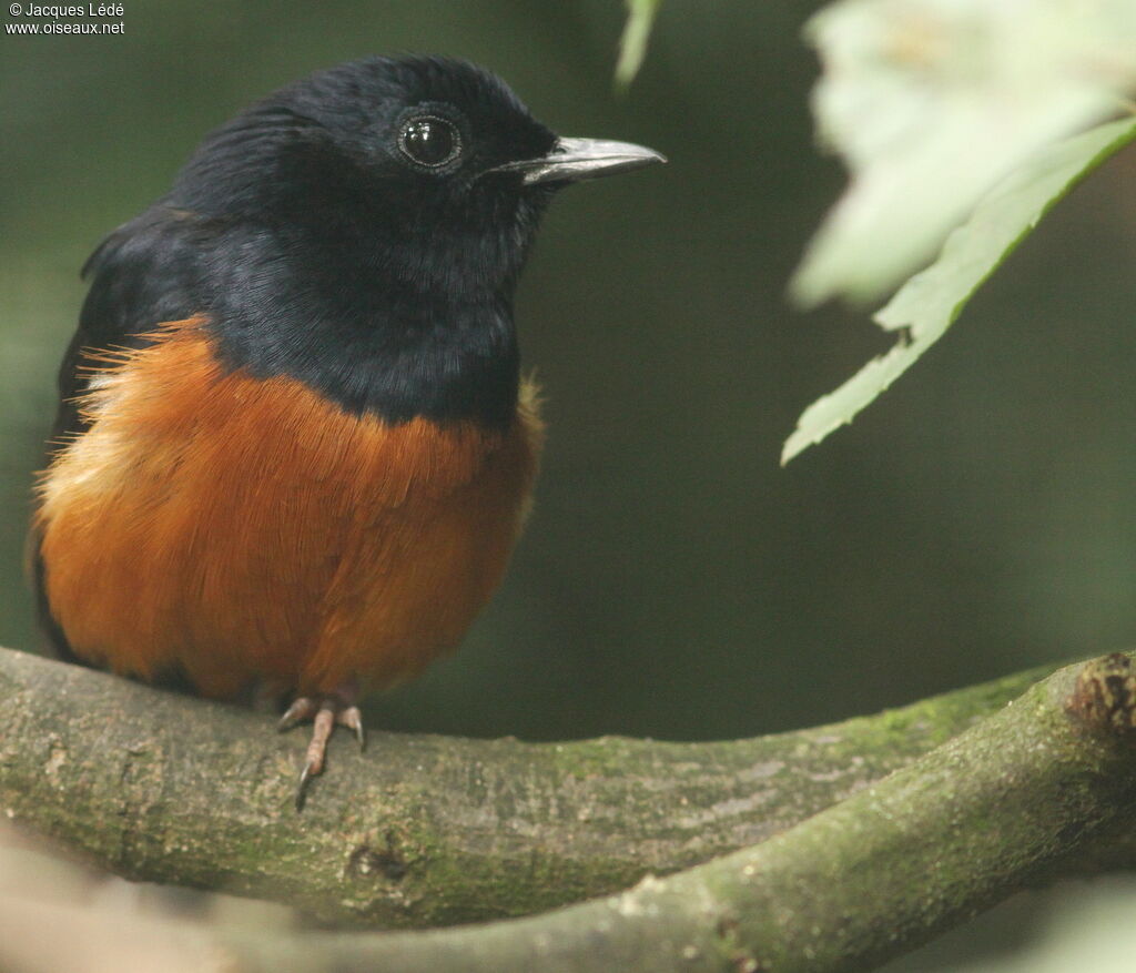 White-rumped Shama