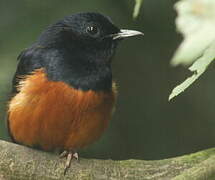 White-rumped Shama