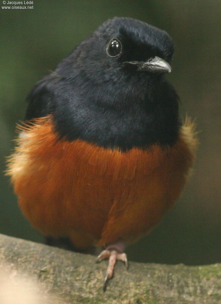 White-rumped Shama