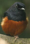 White-rumped Shama