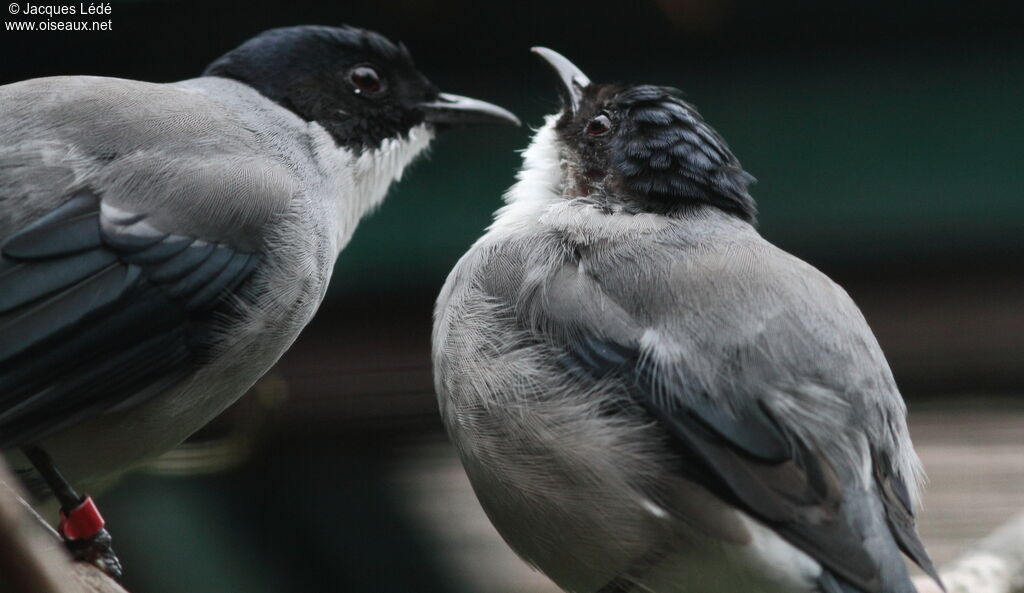 Black-headed Sibia