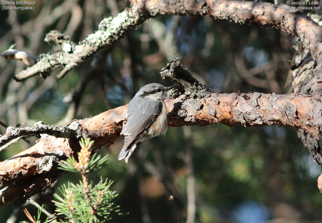 Eurasian Nuthatch