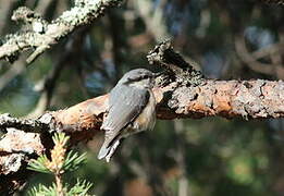 Eurasian Nuthatch