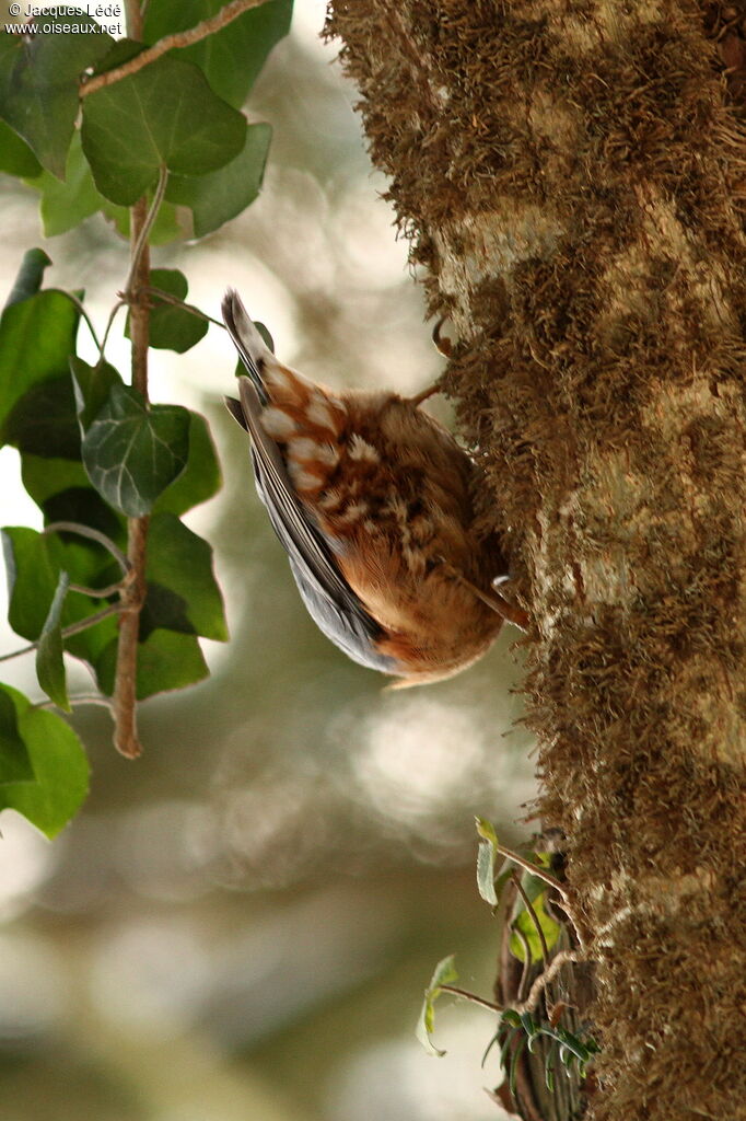 Eurasian Nuthatch