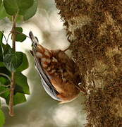 Eurasian Nuthatch