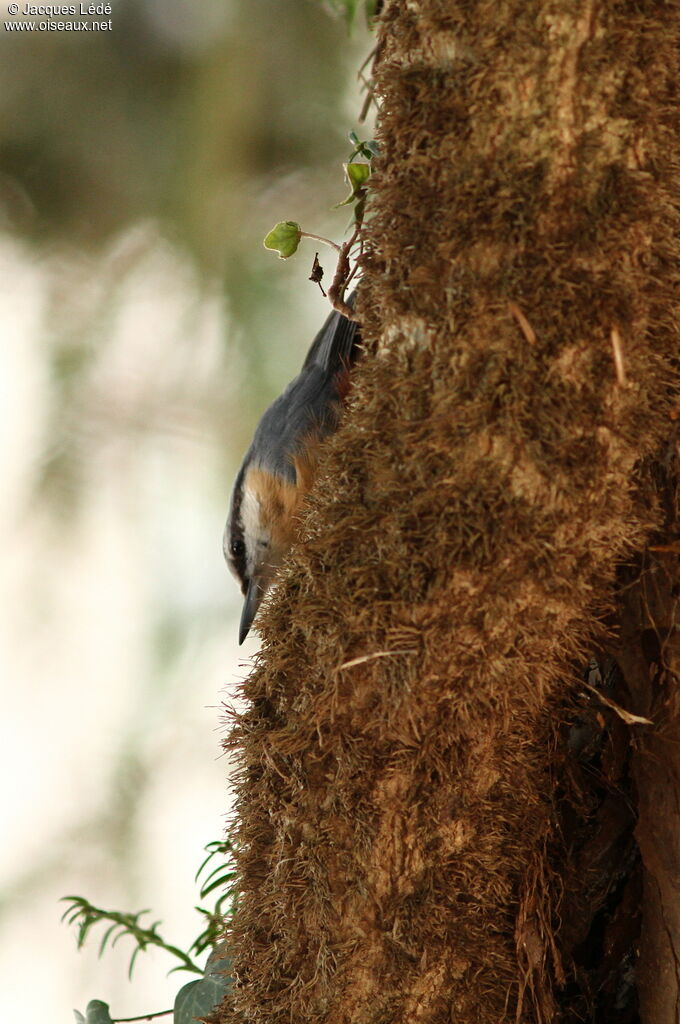 Eurasian Nuthatch