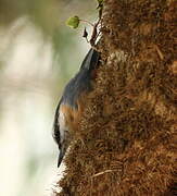 Eurasian Nuthatch