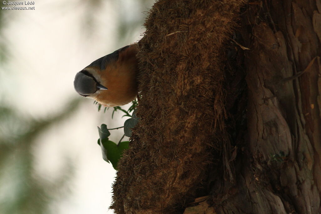 Eurasian Nuthatch