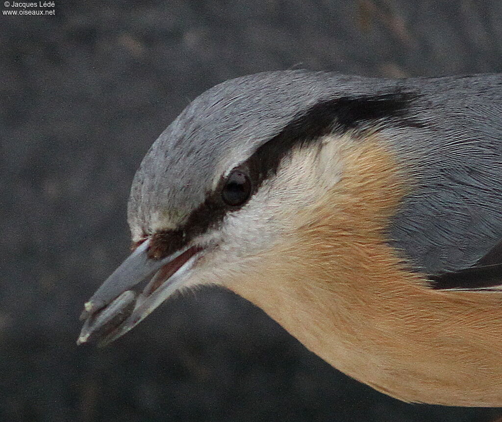 Eurasian Nuthatch