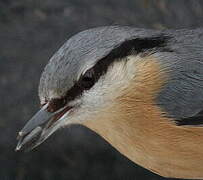 Eurasian Nuthatch