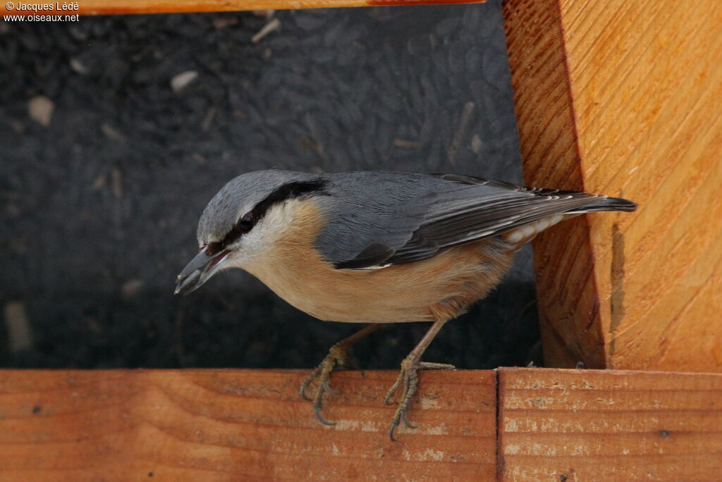 Eurasian Nuthatch