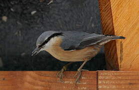 Eurasian Nuthatch