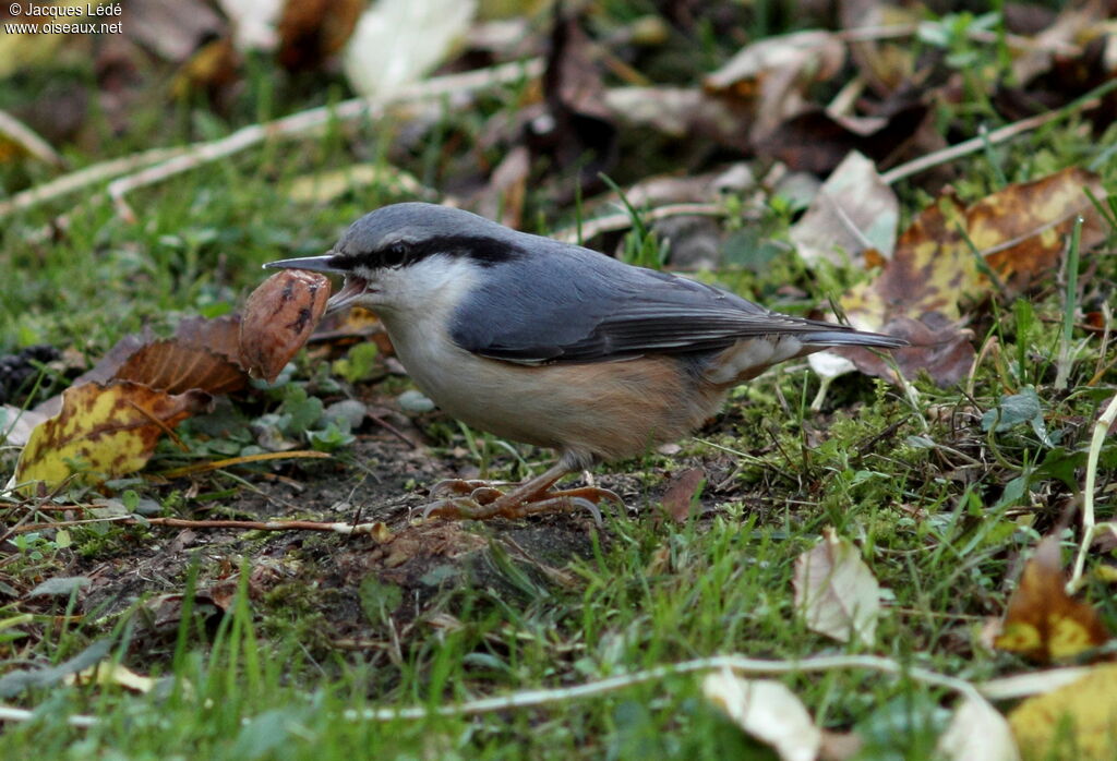 Eurasian Nuthatch