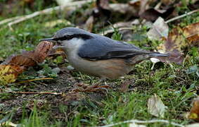 Eurasian Nuthatch