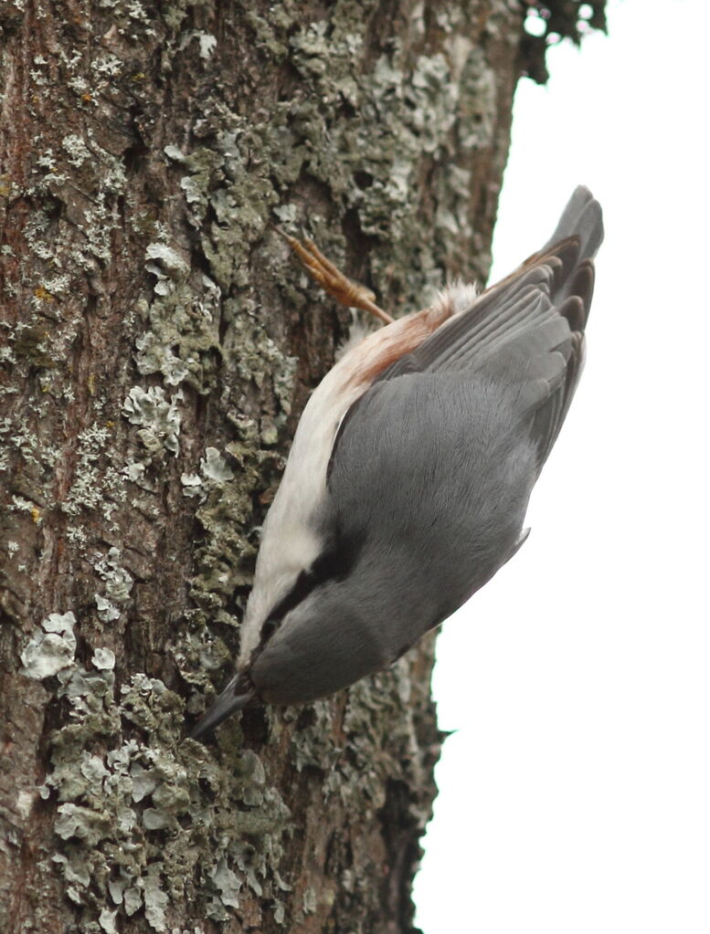 Eurasian Nuthatch