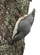 Eurasian Nuthatch