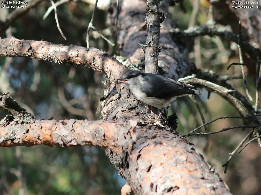 Eurasian Nuthatch