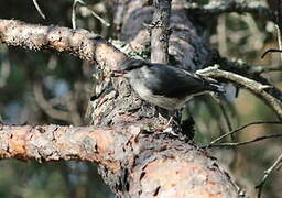 Eurasian Nuthatch