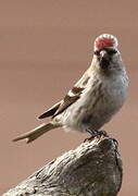 Common Redpoll