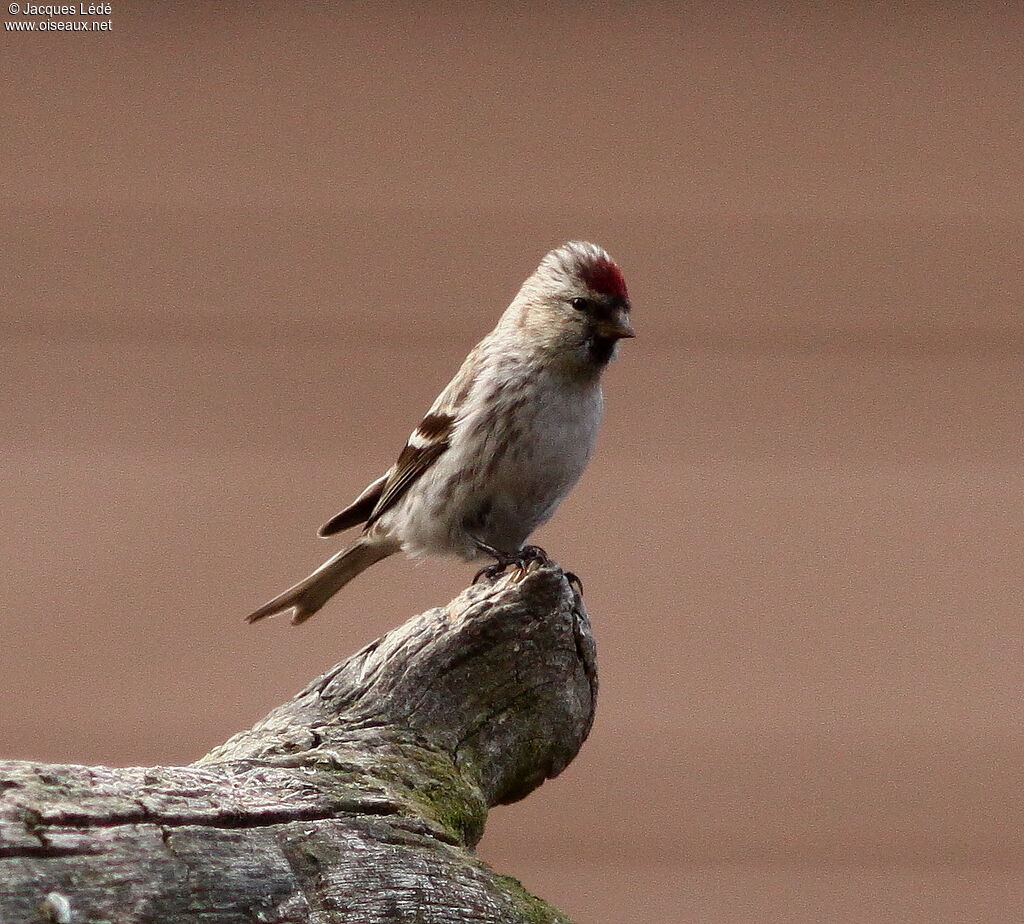 Common Redpoll