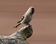 Common Redpoll